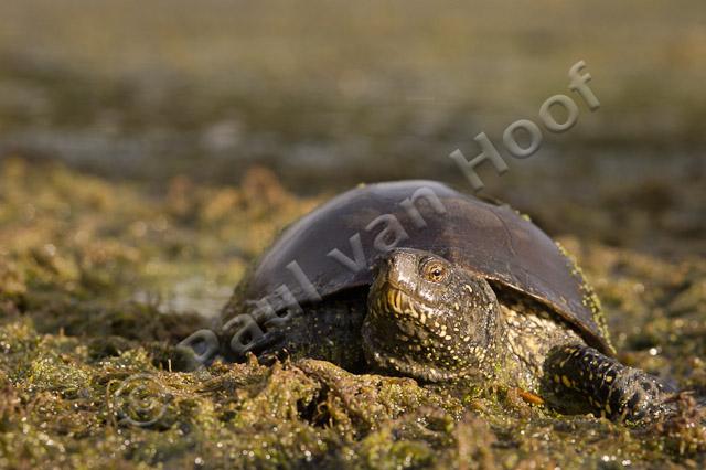 Europese moerasschildpad PVH70b-5079