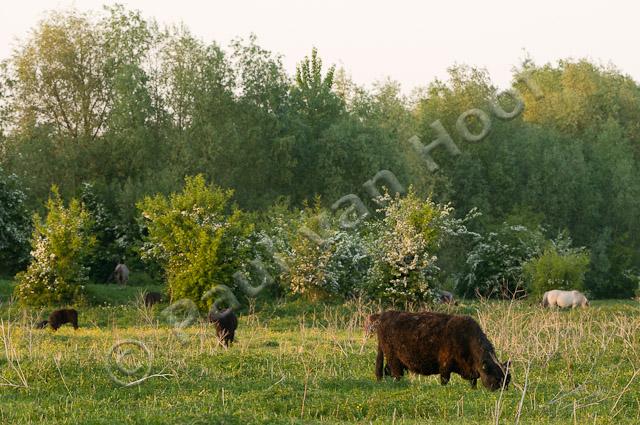 Galloways en koniks PVH3-02087