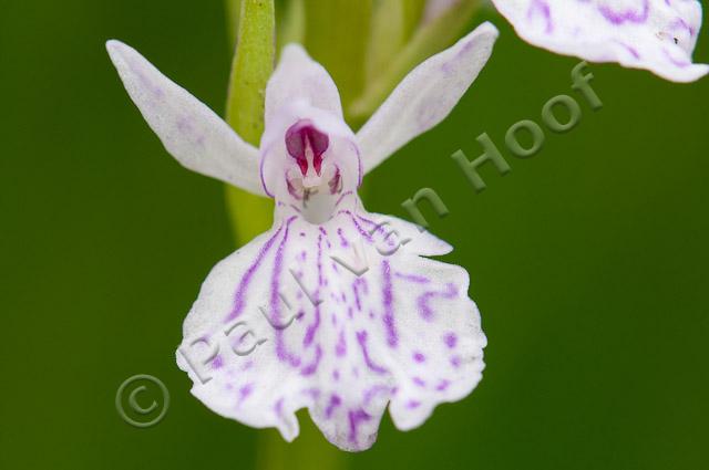 Gevlekte orchis PVH3-37212