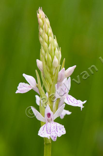 Gevlekte orchis PVH3-37224