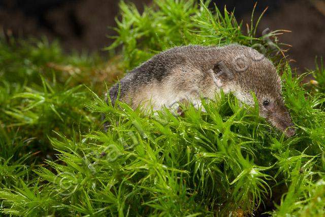 Gewone bosspitsmuis PVH2-0818