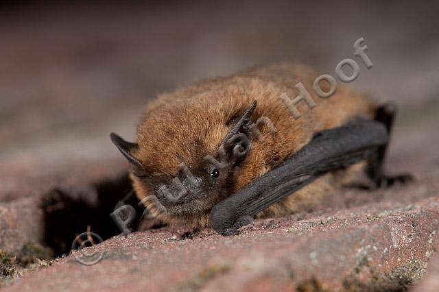 Gewone dwergvleermuis op muurtje PVH7-04338