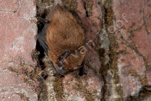 Gewone dwergvleermuis op muurtje PVH7-04342