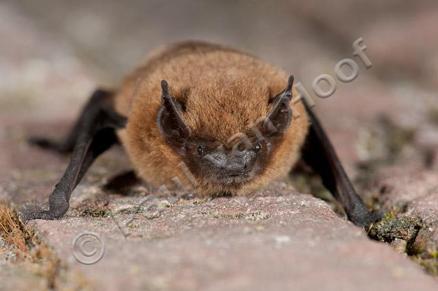 Gewone dwergvleermuis op muurtje PVH7-04349