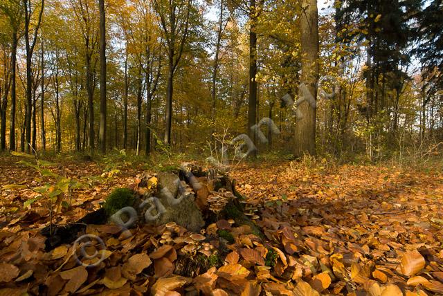 Gewone zwavelkopjes in bos PVH2-6572