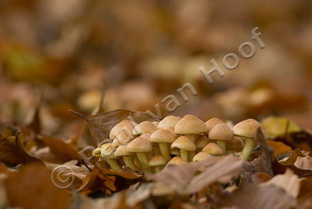 Gewone zwavelkopjes in strooisel PVH2-6615