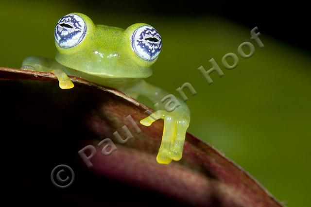 Ghost glass frog PVH70b-2543