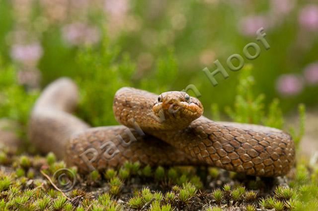 Gladde slang PVH3-08539