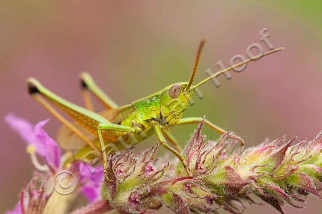 Gouden sprinkhaan mannetje PVH3-22134