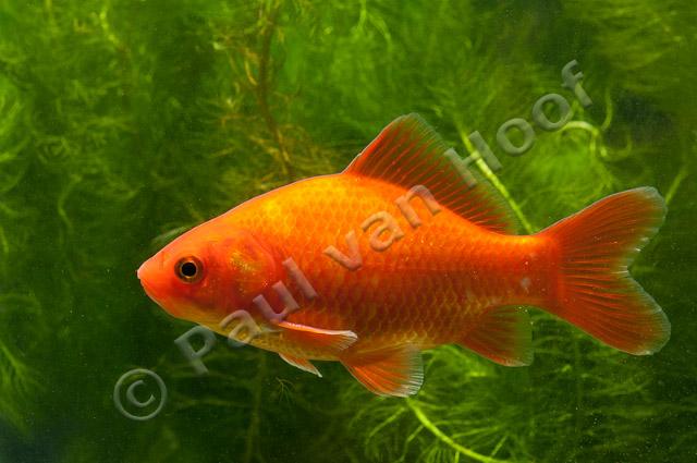 Goudvis; Goldfish; Carassius auratus auratus PVH3-27715
