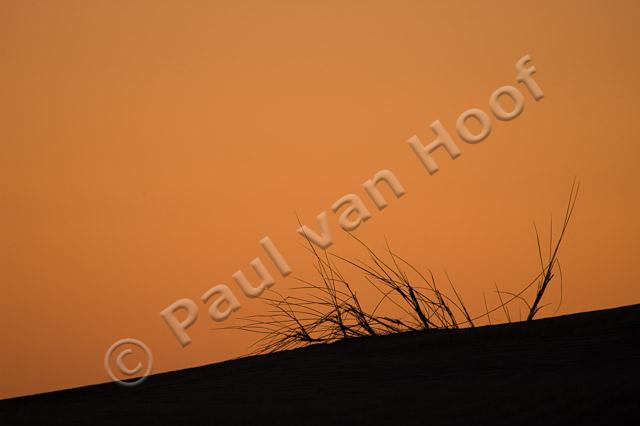 Graspol bij zonsondergang PVH70b-3839