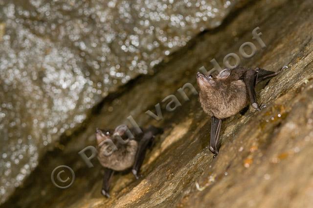 Greater sac-winged bat PVH70b-2088