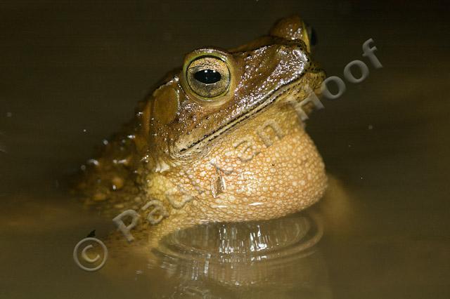 Green climbing toad PVH70b-2205