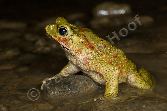 Green climbing toad PVH70b-2214