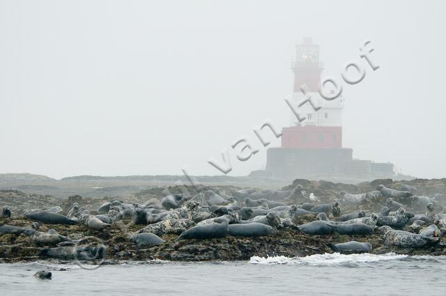 Grijze zeehonden op Farne eilanden PVH3-02822