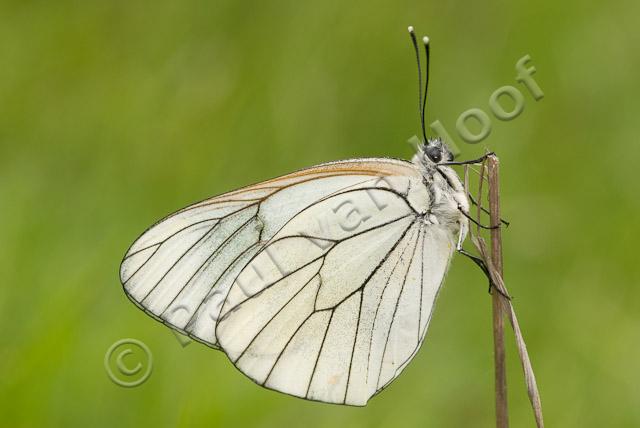 Groot geaderd witje PVH2-1160