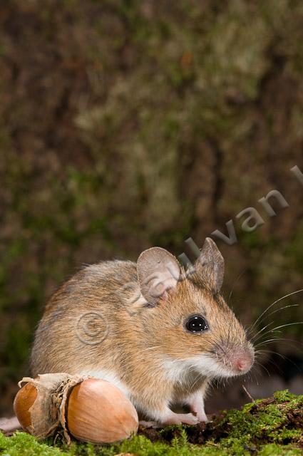 Grote bosmuis PVH3-08934