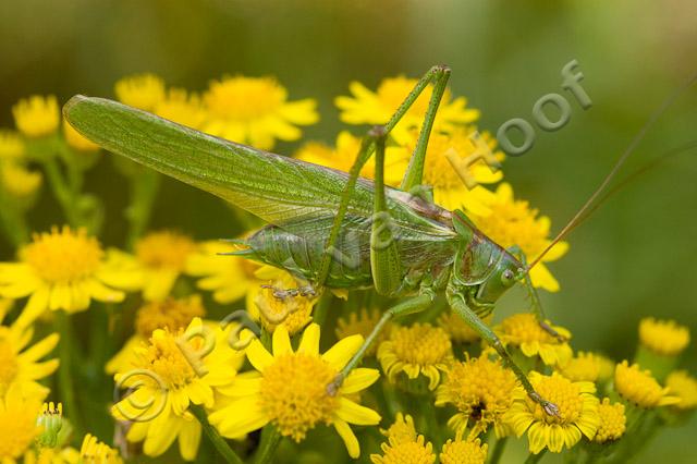 Grote groene sabelsprinkhaan PVH1b-5276