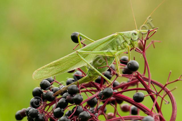 Grote groene sabelsprinkhaan PVH3-22484