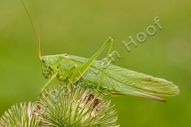 Grote groene sabelsprinkhaan PVH3-22637