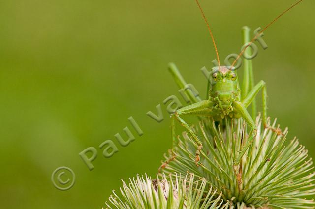 Grote groene sabelsprinkhaan PVH3-22648