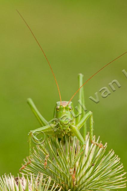 Grote groene sabelsprinkhaan PVH3-22655