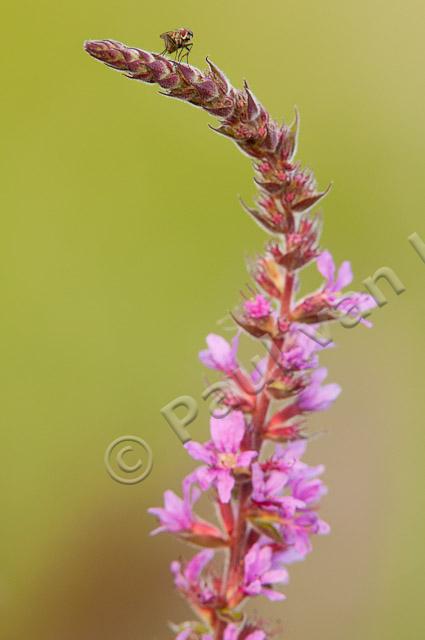 Grote kattenstaart met vliegje; Purple-loosestrife with fly PVH3-41388