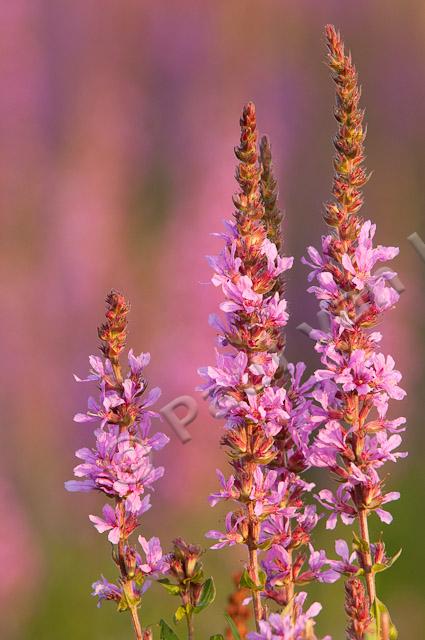 Grote kattenstaart; Purple-loosestrife; Lythrum salicaria PVH3-41404