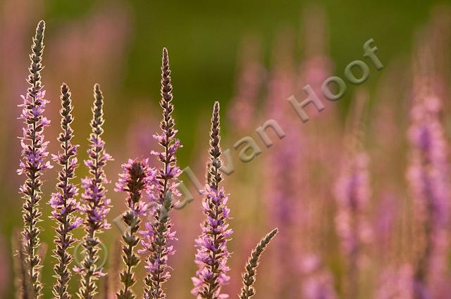 Grote kattenstaart; Purple-loosestrife; Lythrum salicaria PVH3-41412