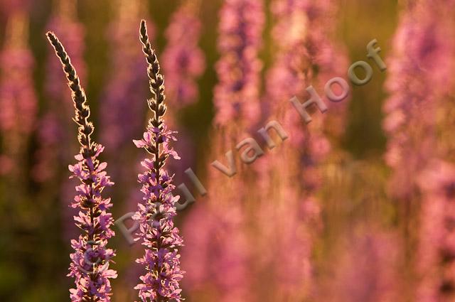 Grote kattenstaart; Purple-loosestrife; Lythrum salicaria PVH3-41424