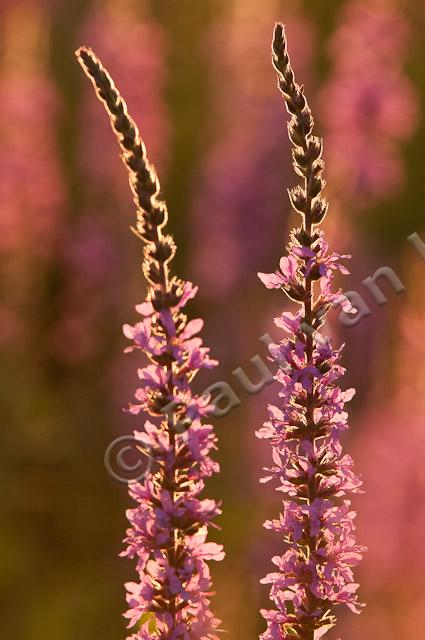 Grote kattenstaart; Purple-loosestrife; Lythrum salicaria PVH3-41426