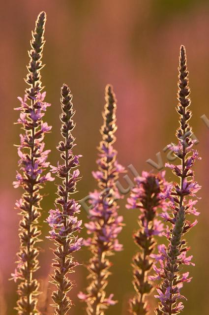 Grote kattenstaart; Purple-loosestrife; Lythrum salicaria PVH3-41430