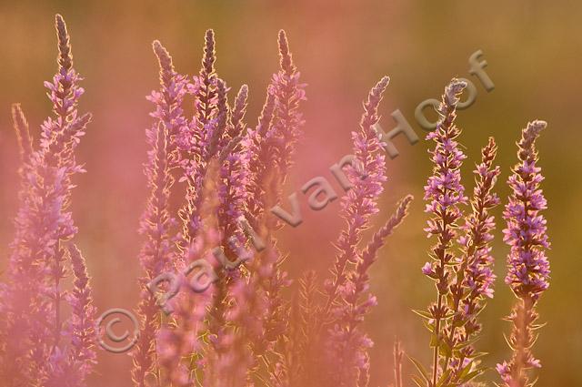 Grote kattenstaart; Purple-loosestrife; Lythrum salicaria PVH3-41436