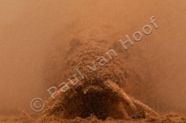 Grote modderkruiper close-up PVH3-45666
