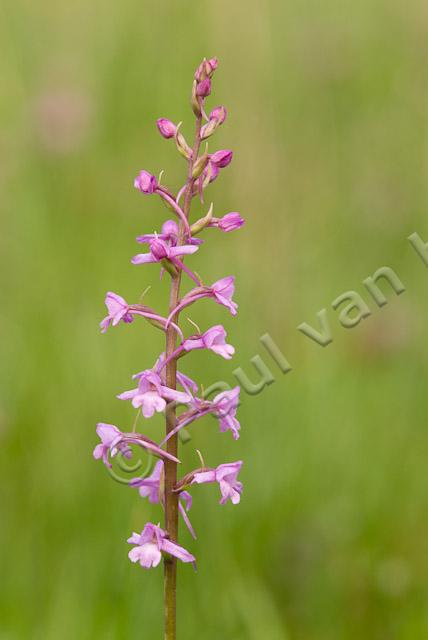 Grote muggenorchis PVH2-1485