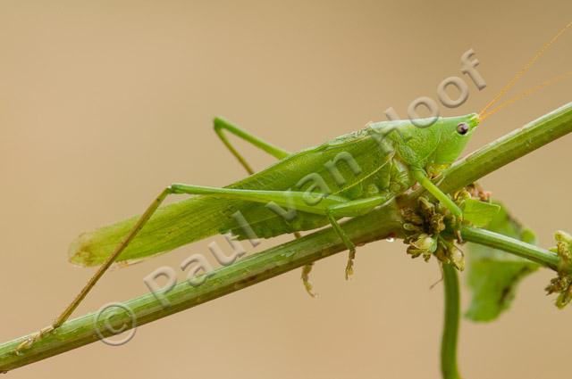 Grote spitskop mannetje PvH3-23358