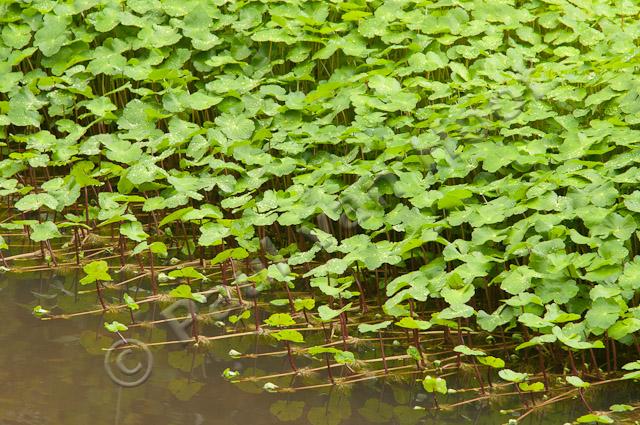 Grote waternavel PVH3-41114