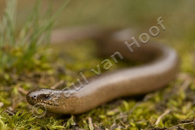 Hazelworm PVH70b-8933