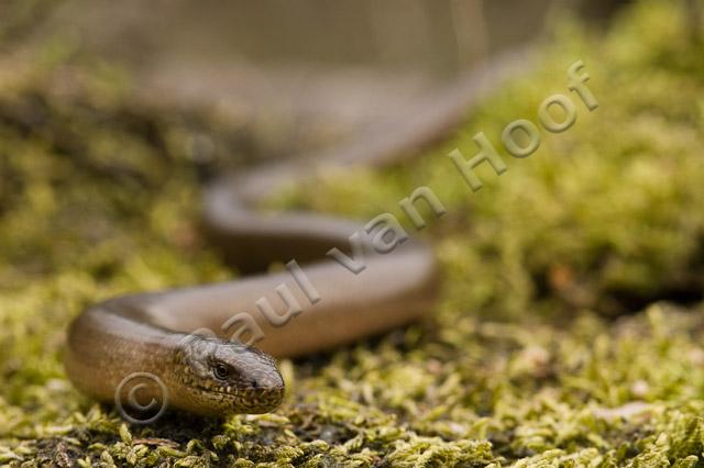 Hazelworm PVH70b-8996