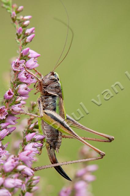 Heidesabelsprinkhaan, vrouwtje PVH3-20653