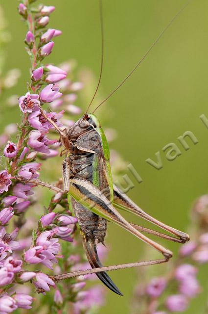 Heidesabelsprinkhaan, vrouwtje PVH3-20698