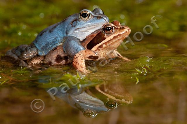 Heikikker amplexus met reflectie PVH3-17278