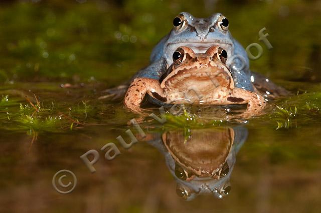 Heikikker amplexus met reflectie PVH3-17281