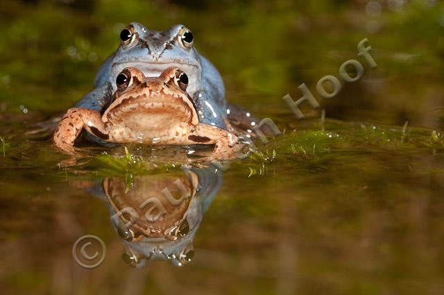 Heikikker amplexus met reflectie PVH3-17282