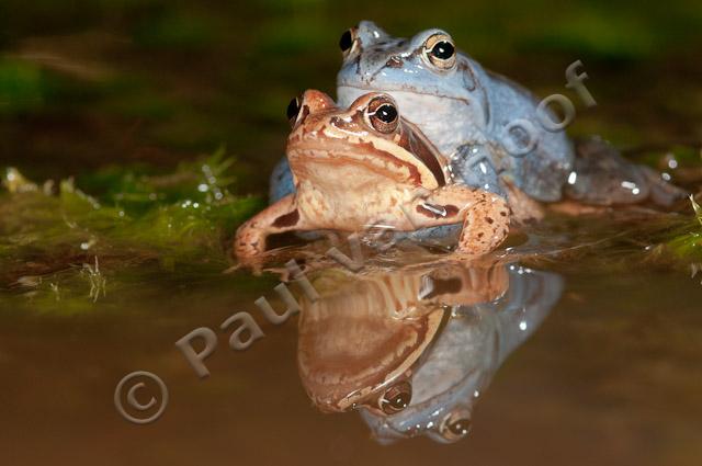 Heikikker amplexus met reflectie PVH3-17386