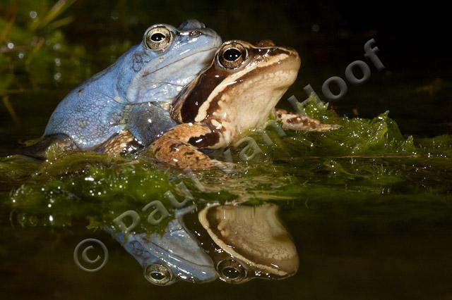 Heikikker amplexus met reflectie PVH70b-8046