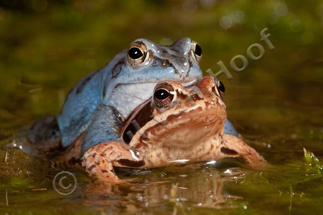 Heikikker amplexus PVH3-17308