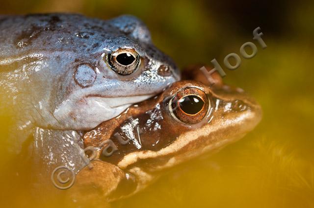 Heikikker amplexus PVH3-17431