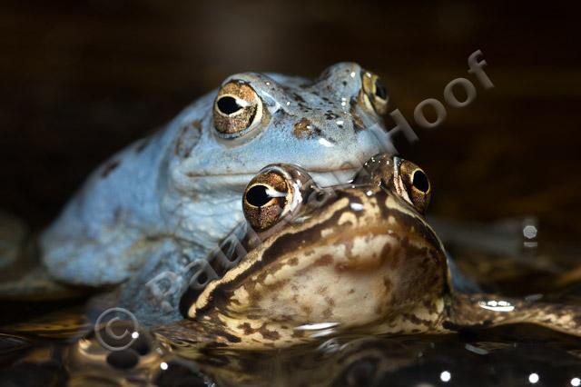 Heikikker amplexus PVH70a-0823