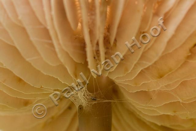Helmmycena PVH2-6161